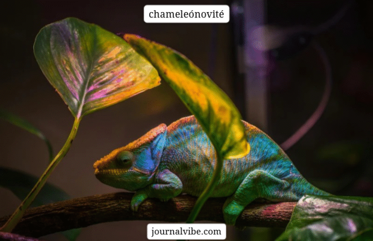 Chameleónovité: Best the World of Chameleon Species 