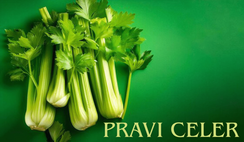 pravi celer